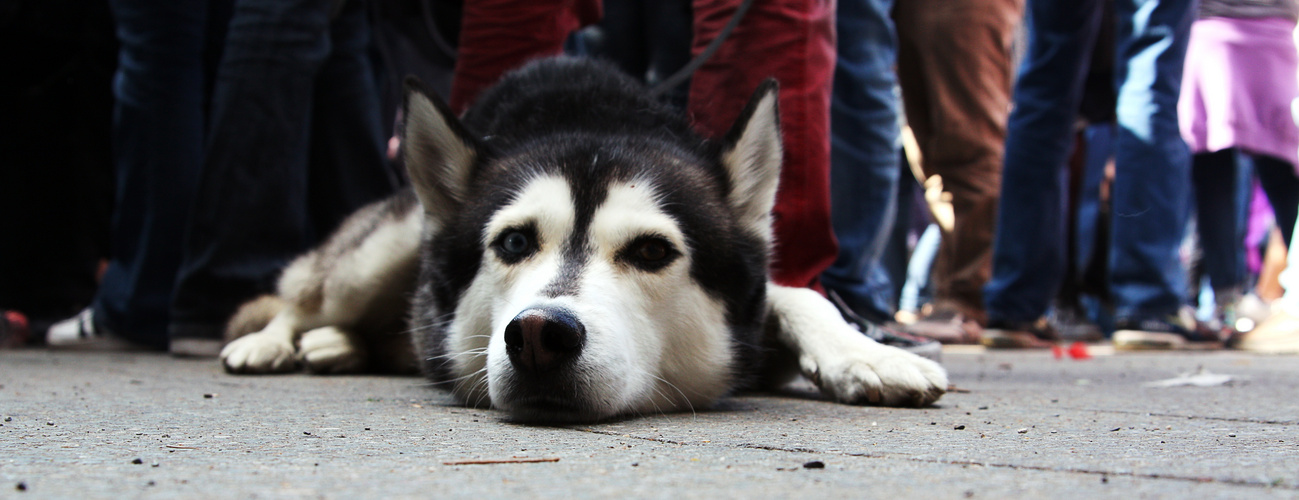 Husky