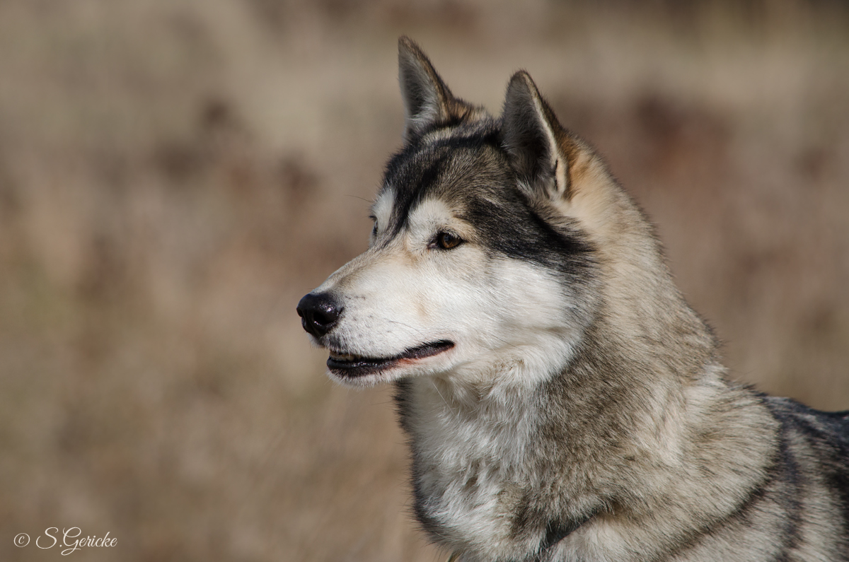 Husky