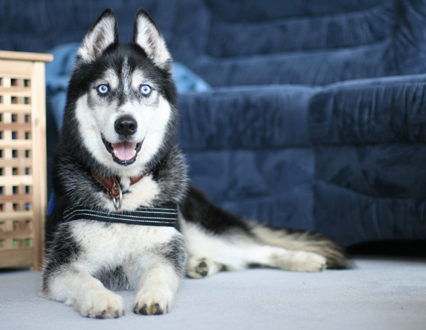 Husky fullsize