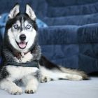 Husky fullsize