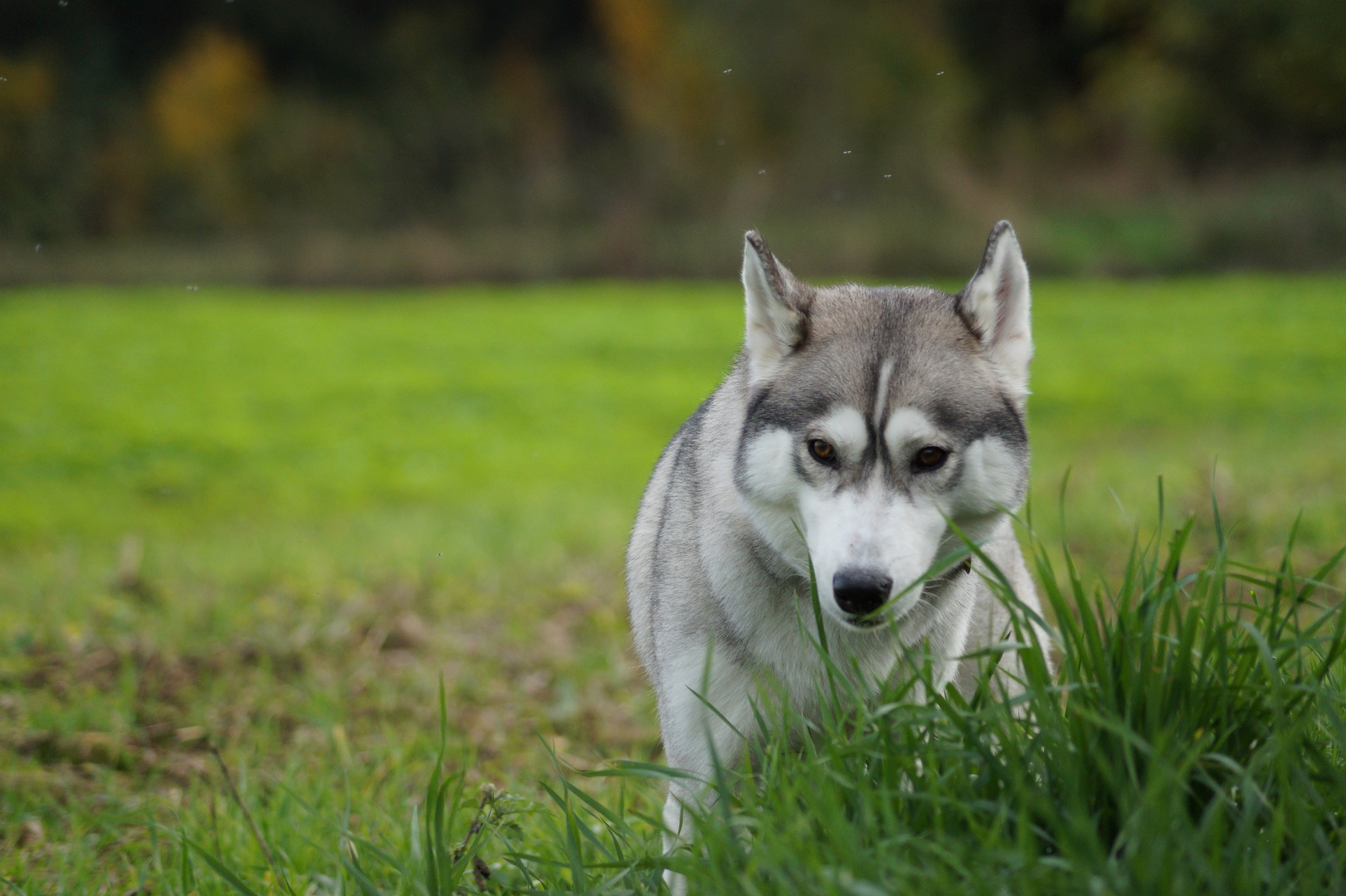 Husky genießt das Gras.