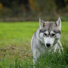 Husky genießt das Gras.