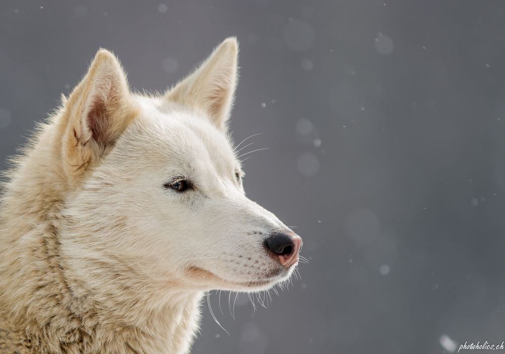 Husky geniesst die Sonnenstrahlen