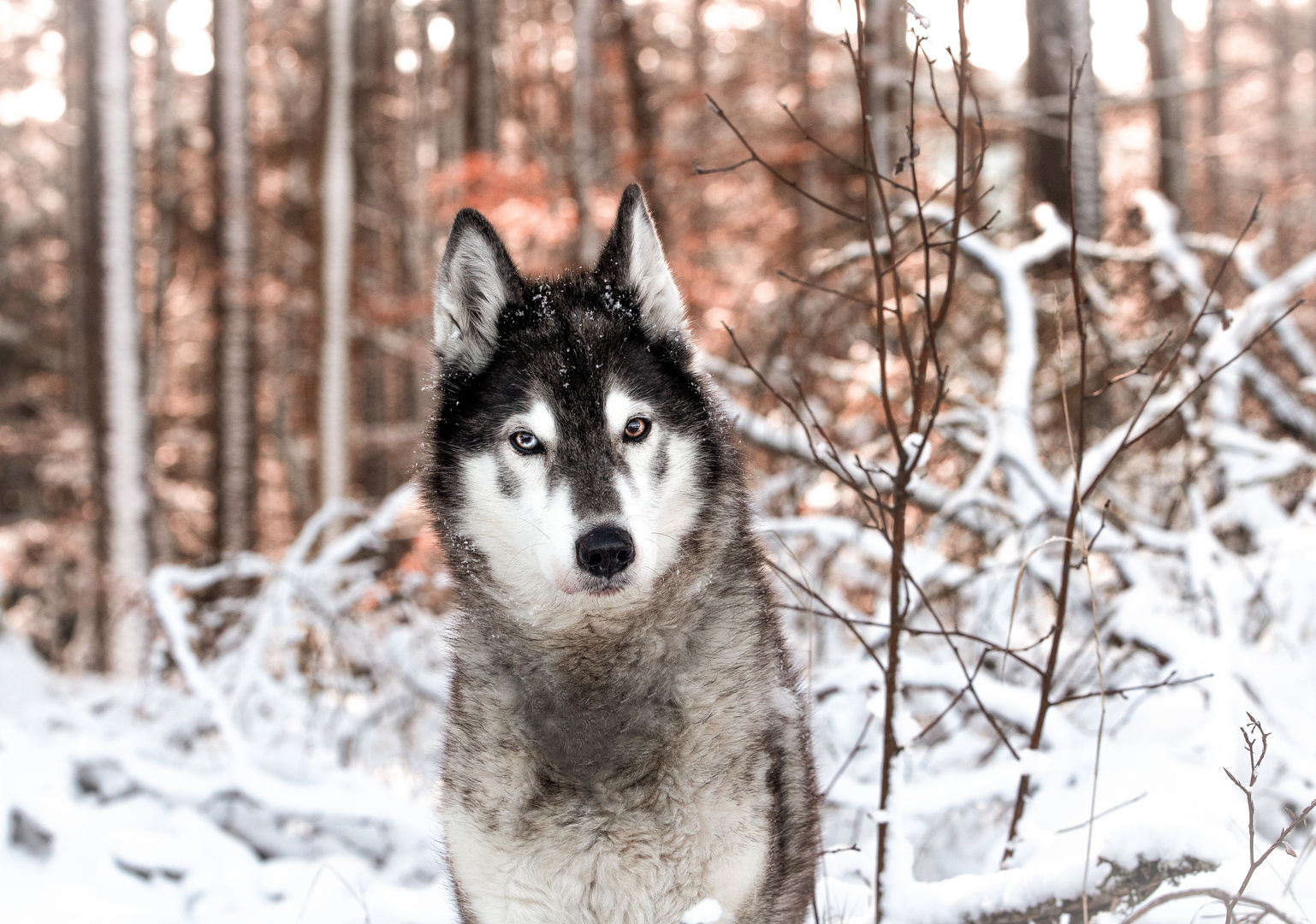 Husky-Hündin "Shyannee"