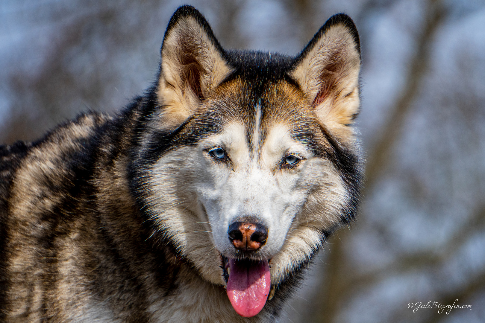 Husky Hund Portrait