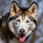 Husky Hund Portrait