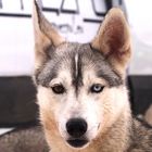 Husky Hundeschlittenerennen Inzell 2014