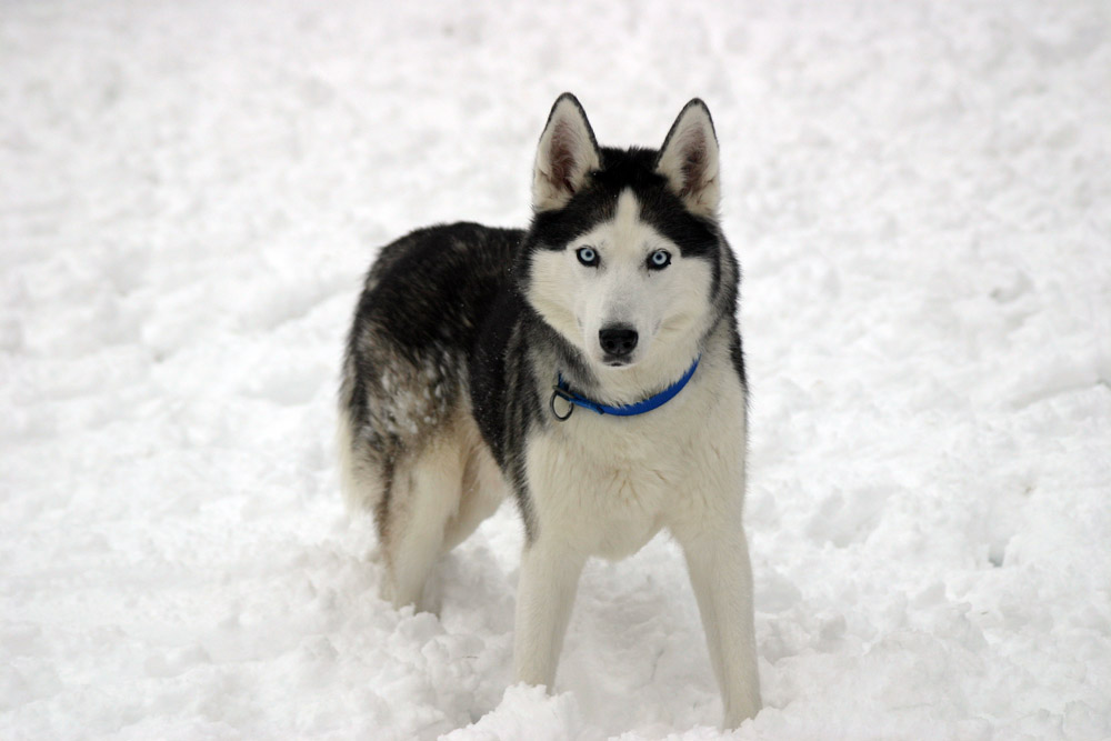 Husky I