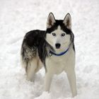 Husky I