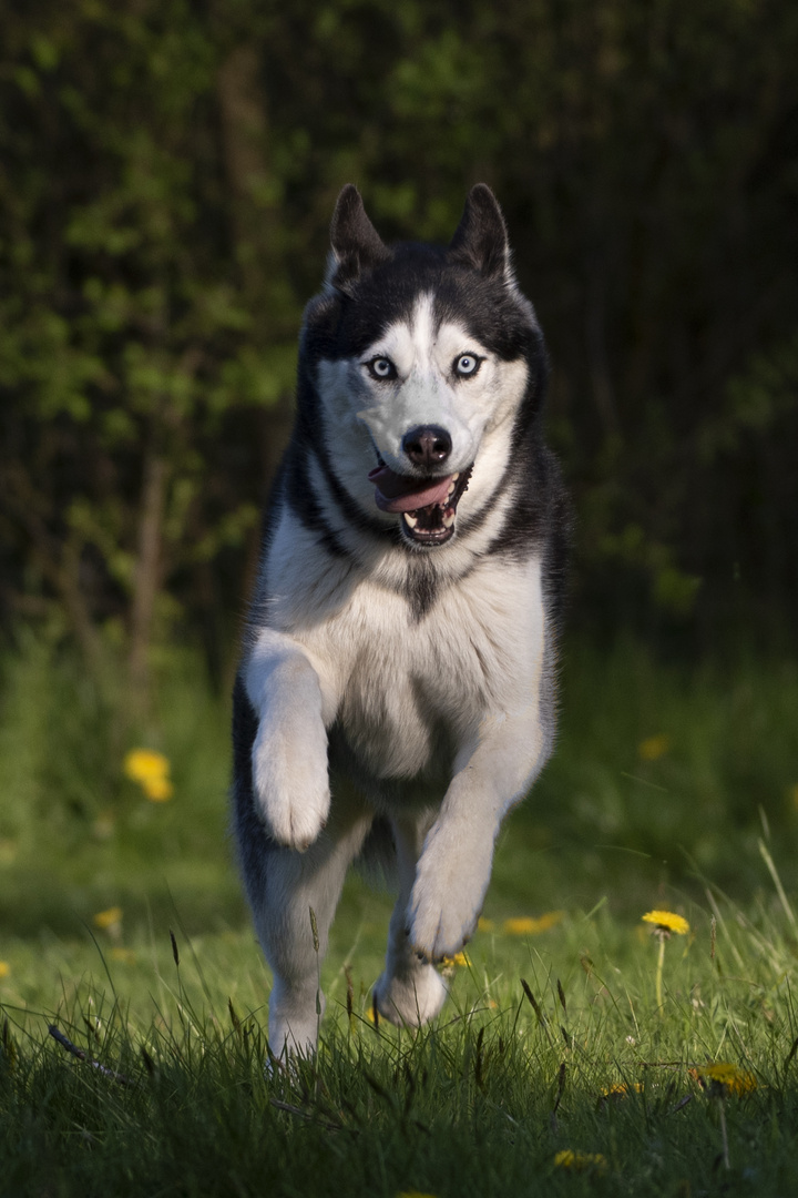 Husky im Frühling