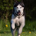 Husky im Frühling