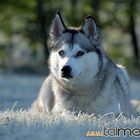 Husky im herbstlichen Morgentau