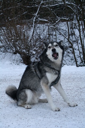 Husky im Schnee