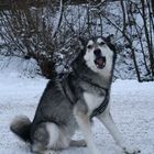 Husky im Schnee