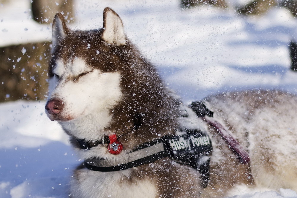 Husky im Schnee