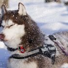 Husky im Schnee