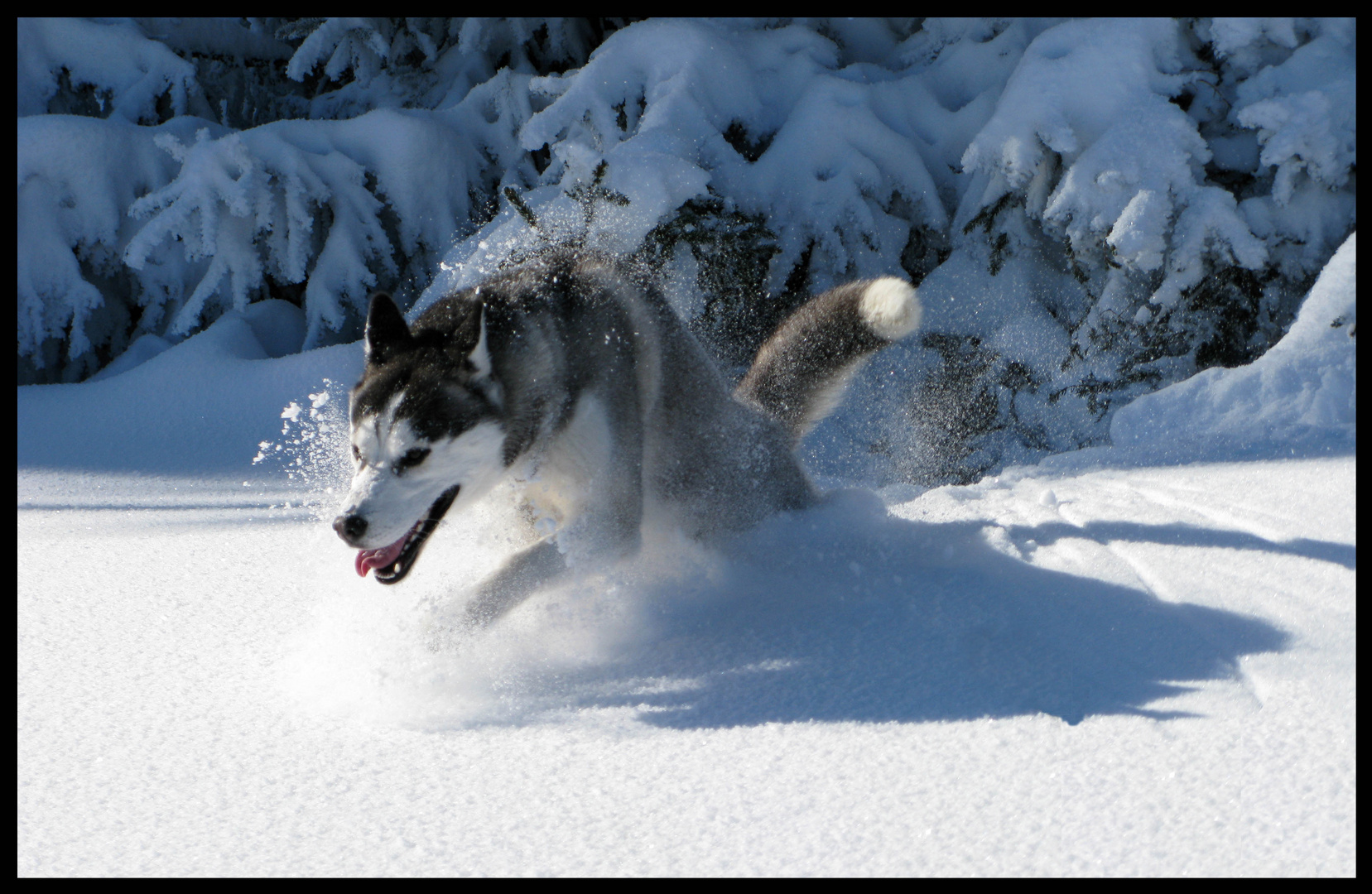 Husky im Schnee Foto & Bild tiere, haustiere, hunde Bilder auf