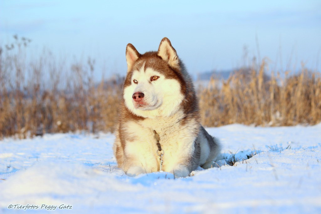 Husky im Schnee