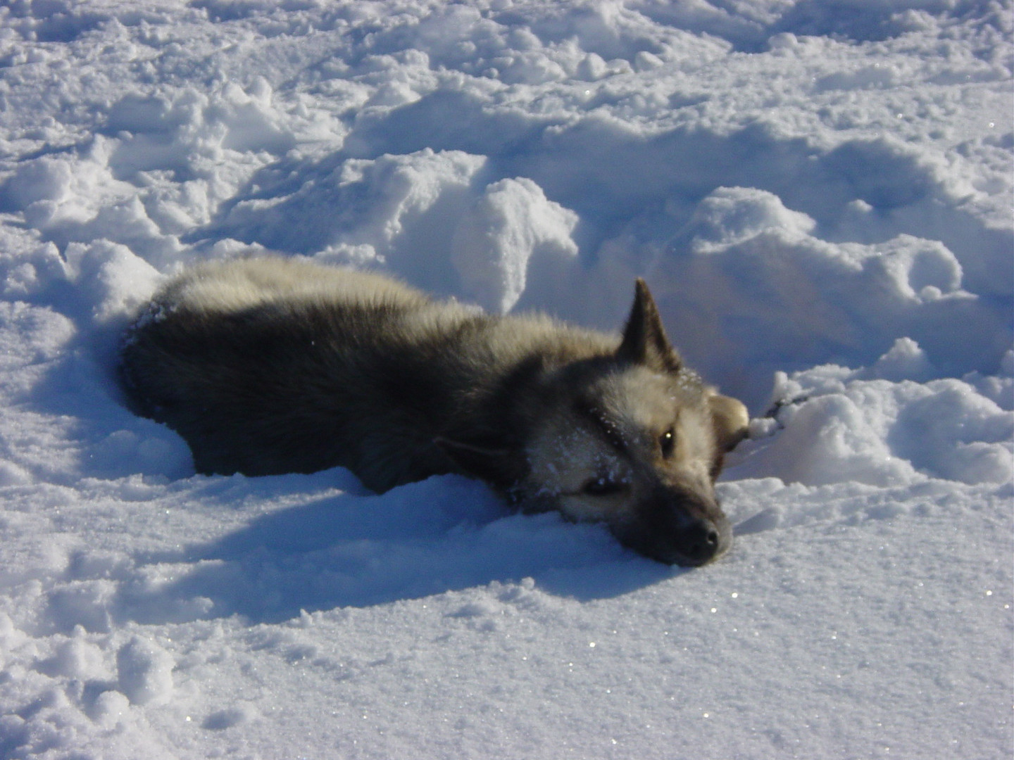 Husky im Schnee, müde nach langer Tour