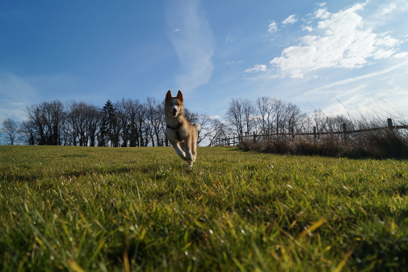 Husky im Sprint!