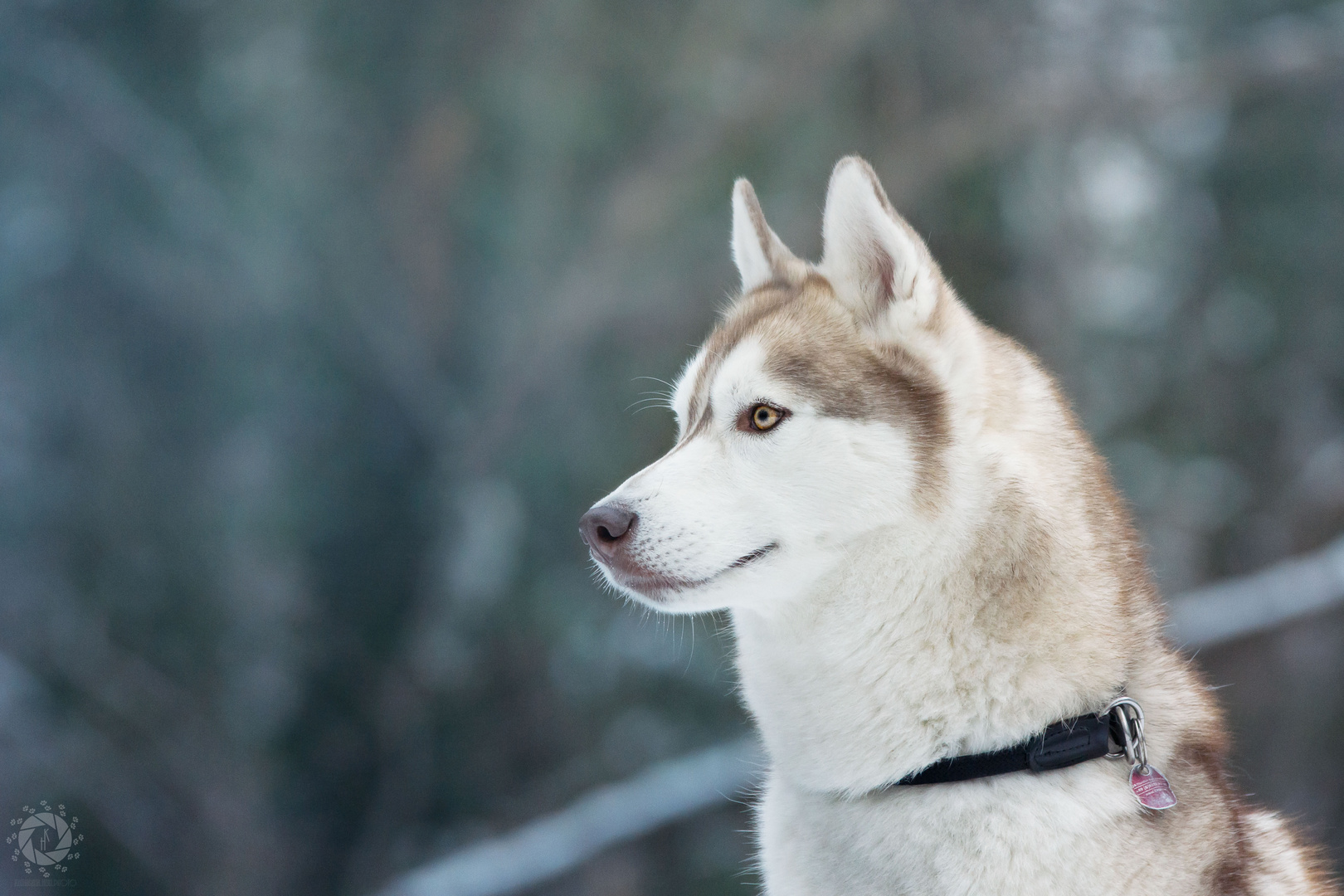 Husky im Winterlicht