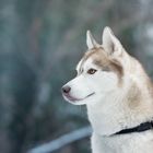 Husky im Winterlicht