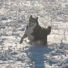 Husky in Action