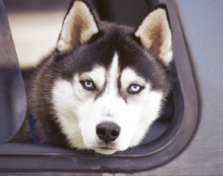 Husky in Alaska