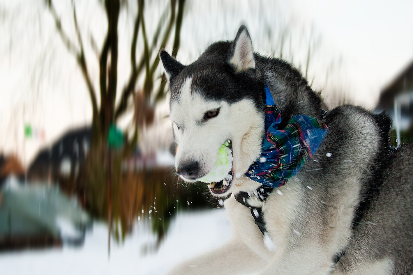 Husky in Bewegung