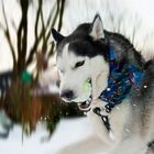 Husky in Bewegung