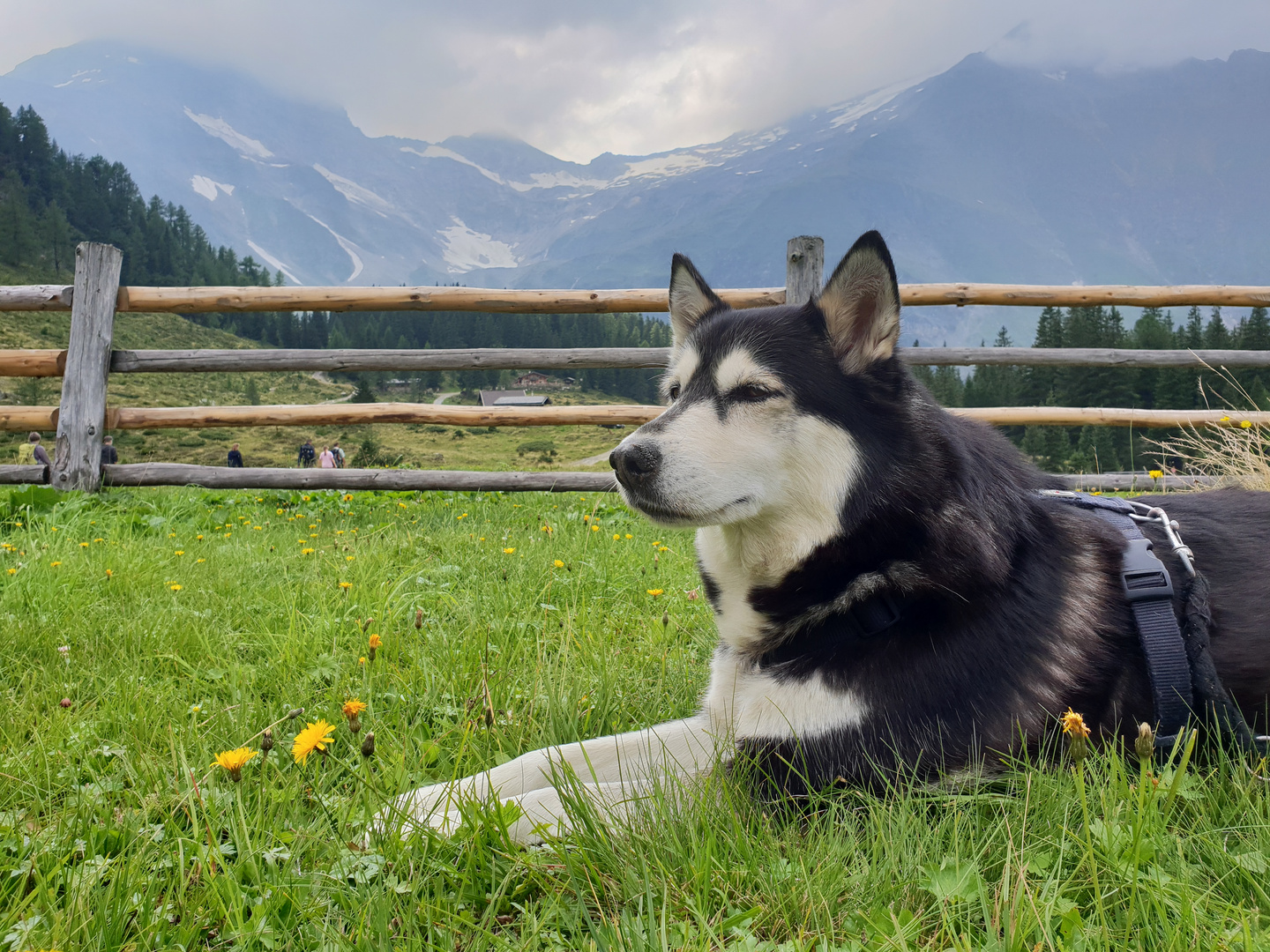 Husky in den Alpen