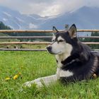 Husky in den Alpen