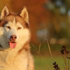 Husky in der Herbstsonne