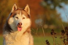 Husky in der Herbstsonne