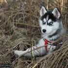 Husky in der Natur