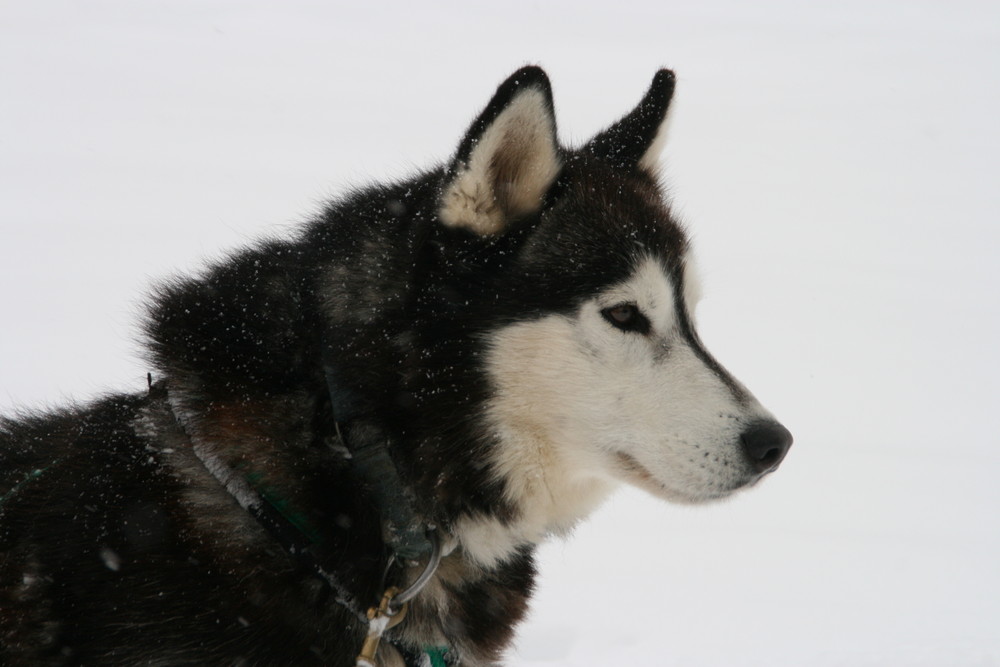 Husky in Kanada