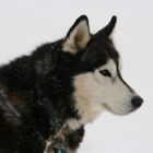 Husky in Kanada