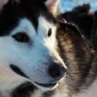 Husky in Lappland