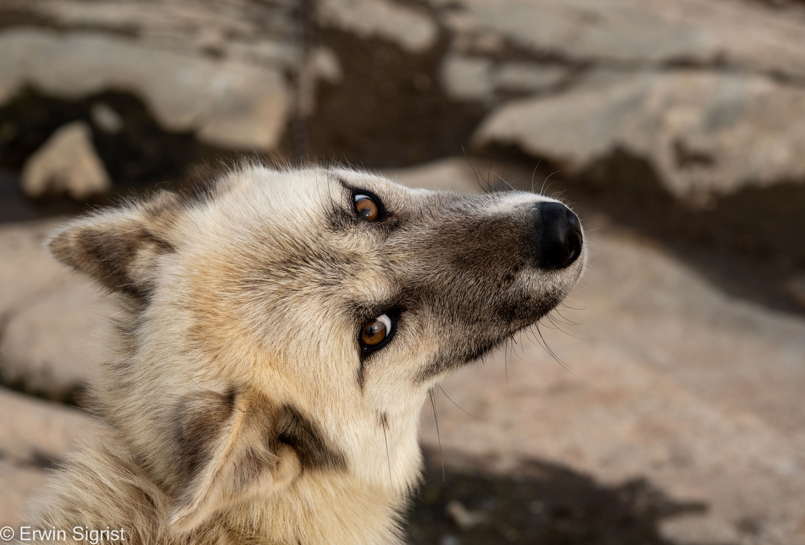 Husky in Qeqertarsuaq - Grönland