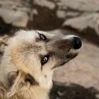 Husky in Qeqertarsuaq - Grönland