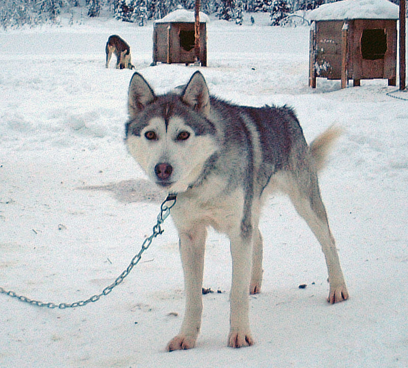 Husky in Schwedisch-Lappland