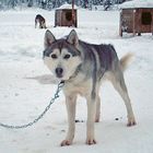 Husky in Schwedisch-Lappland