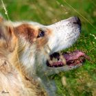 Husky in the Field