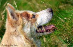 Husky in the Field