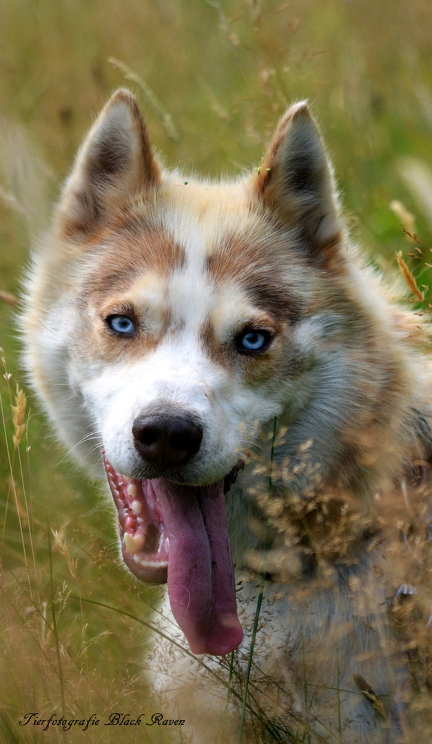 Husky in the Summer