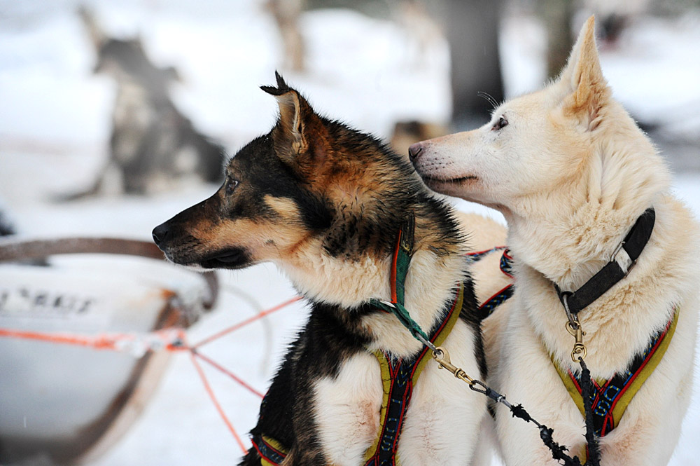 Husky in the wilderness