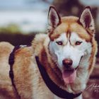 Husky "Juno"