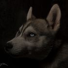 Husky  (Kira)