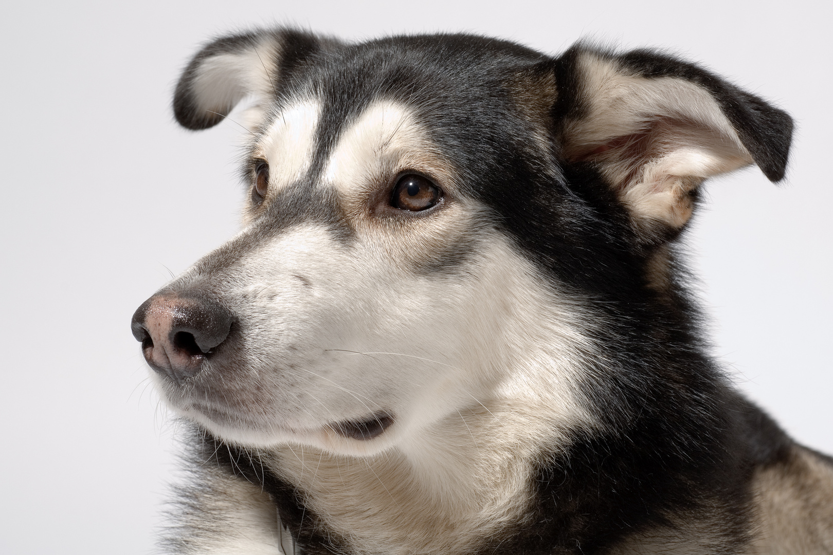 Husky / Malamut Porträt im Studio