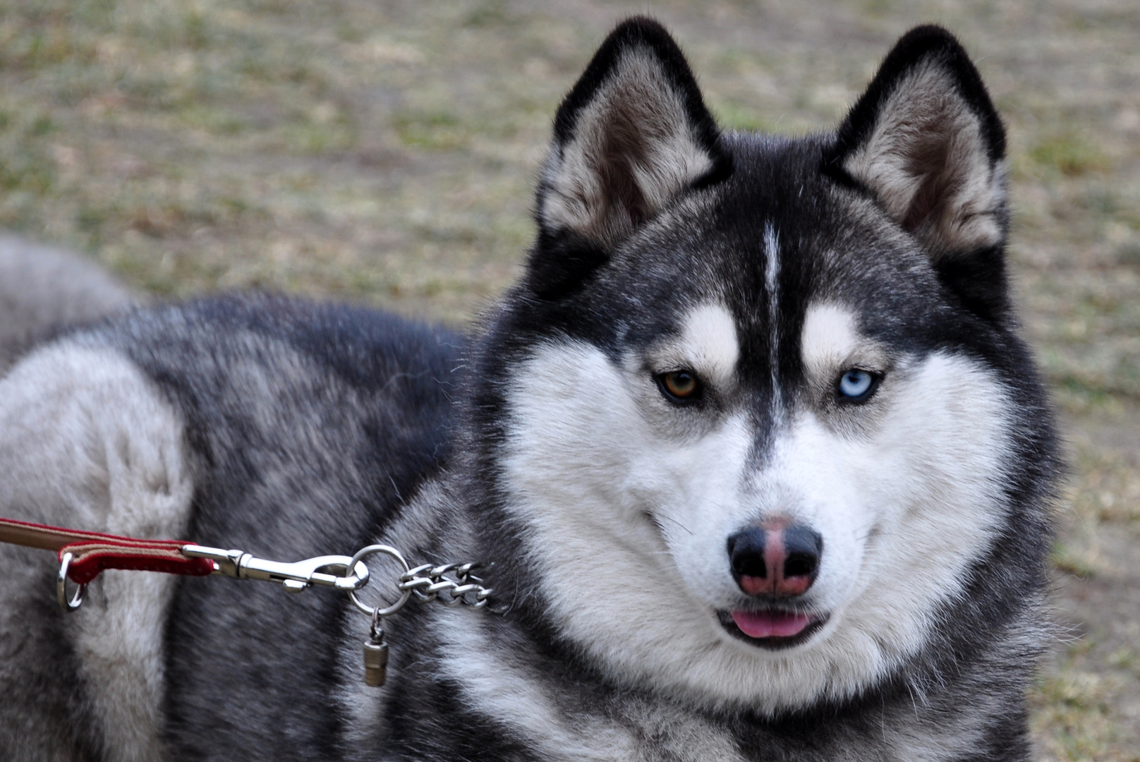 Husky-Malamute-1